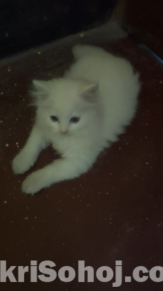 Pure Persian kitten